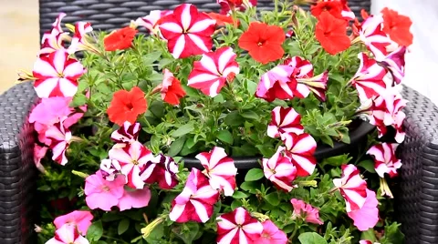 Daises red and white Stock Footage 54156462