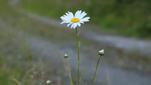 Daisie Stock Footage 77509628