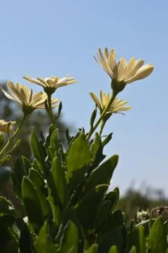 Daisies against the light Stock Photos