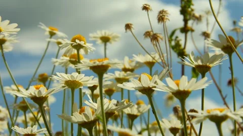 Daisies against the sky with clouds. Meadow meadow flowers and a light breeze. Stock Footage 243061949