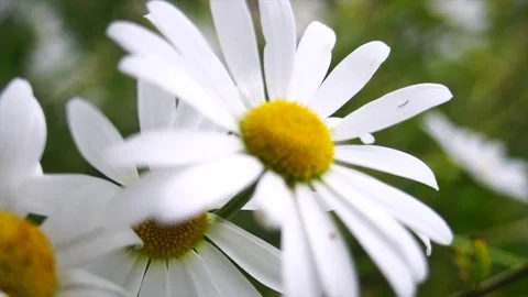 Daisies in Alberta, Canada Slow Motion  Stock Footage