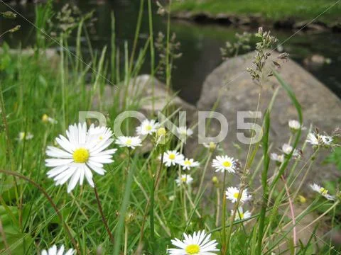 Daisies Along The Riverbank Stock Photos