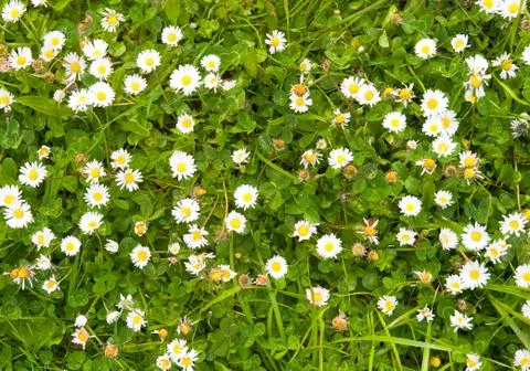 Daisies and grass background Stock Photos