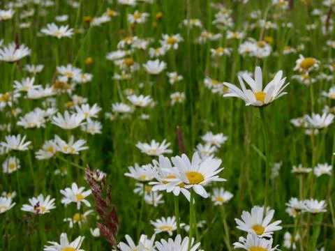 Daisies and grass texture Foto stock