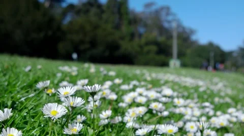 Daisies and Joggers Stock Footage 49107558