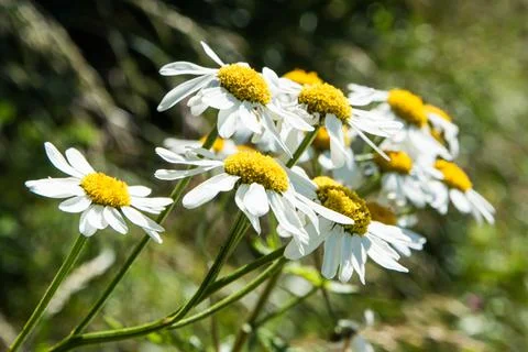 Daisies and spring. Stock Photos