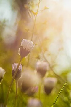 Daisies and spring. Stock Photos