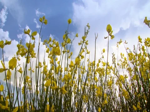 Daisies and white clouds Stock Footage 69855519