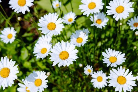 Daisies on a background of greenery. summer natural background Stock Photos