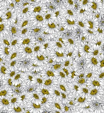 Daisies background ink drawing Stock Illustration