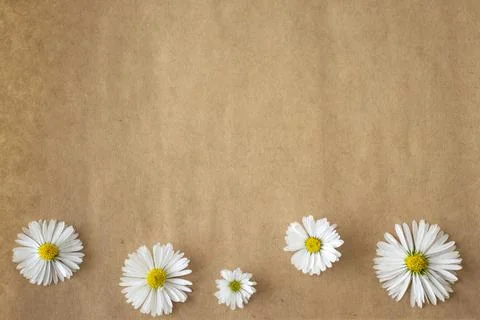 Daisies on the background of an old brown leaf. View from above. Copy space Foto stock