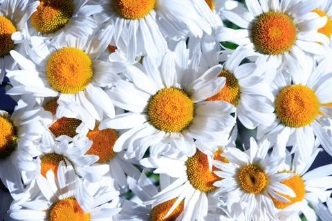 Daisies background Stock Photos
