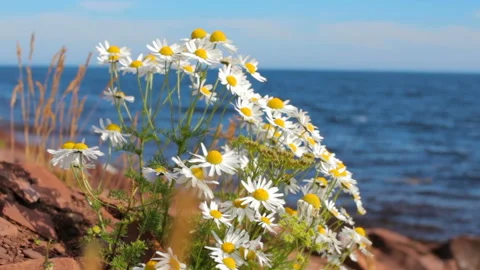 Daisies on a background of the sea Stock Footage 93048844
