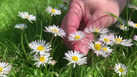 Daisies being picked in a field. Stock-Footage 241933562