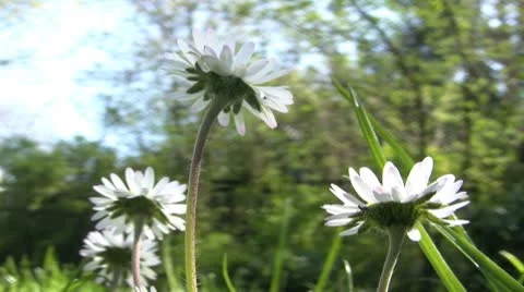 Daisies from below Видео 8926169