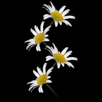 Daisies on a black square background - a pattern for a site or blog, wallpape Illustrazione stock