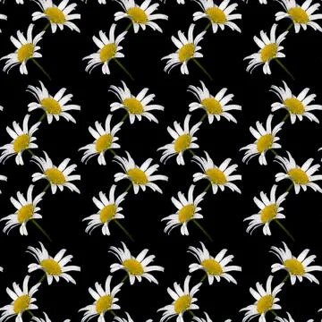 Daisies on a black square background - a pattern for a site or blog, wallpape Illustrazione stock