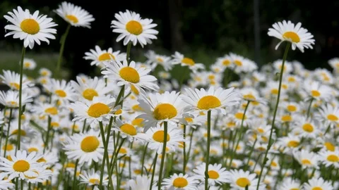 Daisies Bloom In The Field In Summer Stock Footage 90702051