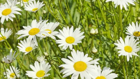 Daisies Bloom in Field while Birds Sing and City Hum Echoes Stock Footage 335597938