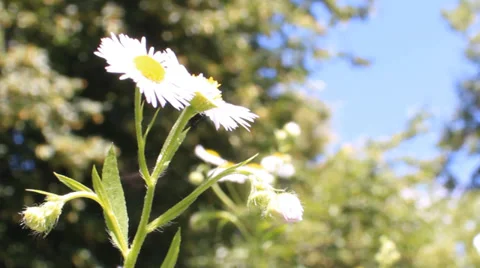 Daisies bloom Stock Footage 30479109
