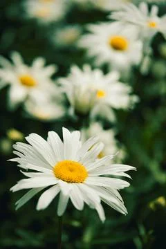 Daisies bloom in  garden during spring next to green leaves on  sunny day. Da Stock Photos