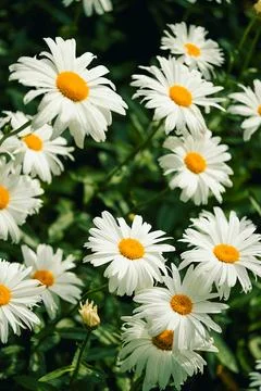 Daisies bloom in  garden during spring next to green leaves on  sunny day. Da Stock Photos