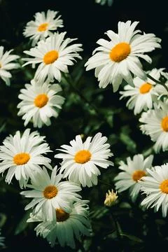 Daisies bloom in  garden during spring next to green leaves on  sunny day. Da Stock Photos