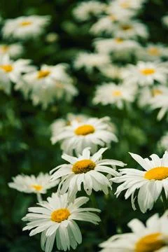 Daisies bloom in  garden during spring next to green leaves on  sunny day. Da Stock Photos