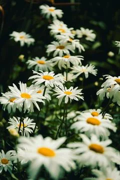 Daisies bloom in  garden during spring next to green leaves on  sunny day. Da Stock Photos