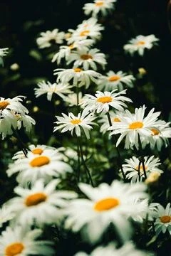 Daisies bloom in  garden during spring next to green leaves on  sunny day. Da Stock Photos