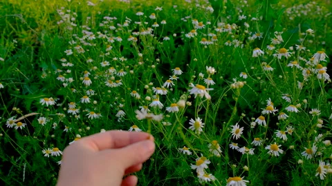 Daisies bloom in the garden. Selective focus. Stock Footage 318171898