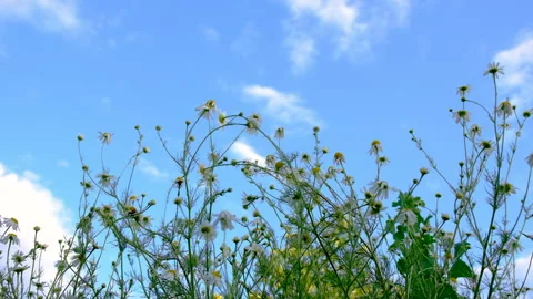 Daisies bloom in the garden. Selective focus. Stock Footage 318172240