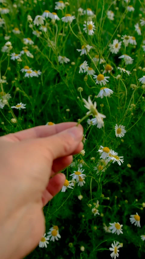Daisies bloom in the garden. Selective focus. Stock Footage 318172687
