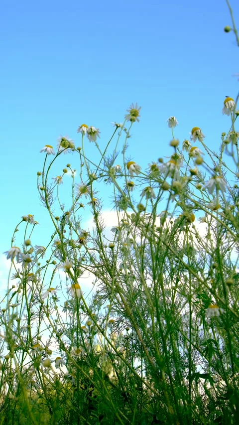 Daisies bloom in the garden. Selective focus. Stock Footage 318172770