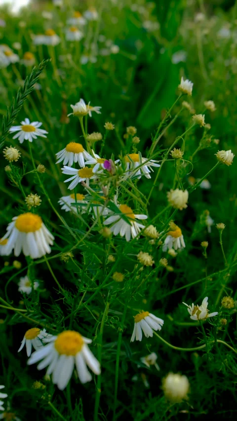Daisies bloom in the garden. Selective focus. Stock Footage 318172847
