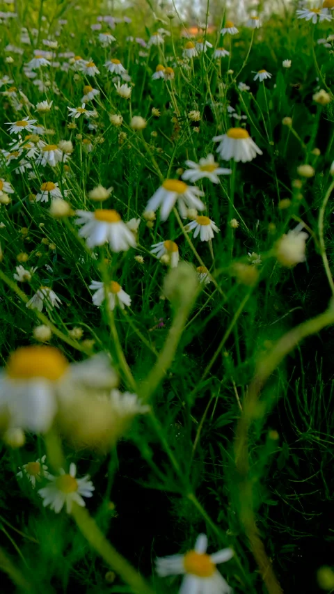 Daisies bloom in the garden. Selective focus. Stock Footage 318172984