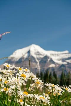 Daisies in bloom, mountain backdrop, clear sky, and natural beauty. Stock Photos