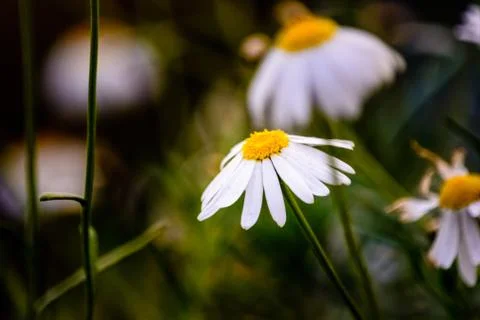 Daisies in bloom Stock Photos