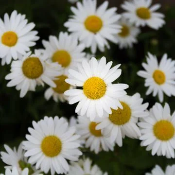 Daisies in bloom Stock Photos