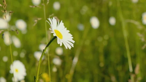 Daisies bloomed in an alpine meadow in the summer. Stock Footage 137550607