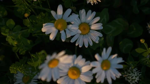 Daisies blooming on the field Stock Footage 230003657