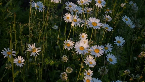 Daisies blooming on the field Stock Footage 230003985