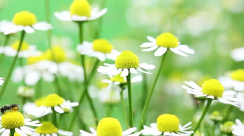 Daisies  blooming  in  a  summer  field Stock Footage 25042676