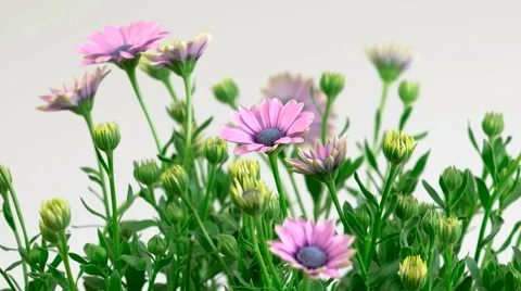Daisies blooming time lapse Stock Footage 50549319