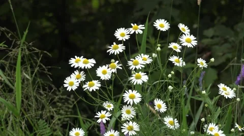 Daisies blowing in the wind Stock Footage 52178756