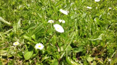 Daisies Blowing In The Wind Stock Footage 147991919