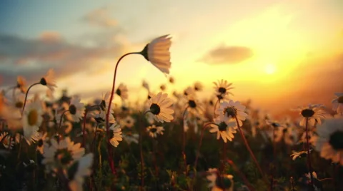 Daisies blowing in the wind sunset sky and sun background Stock Footage 48846544
