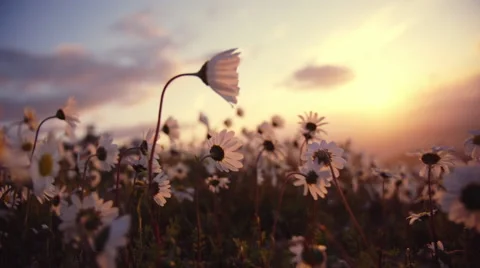 Daisies blowing in the wind sunset sky and sun background Stock Footage 48846673