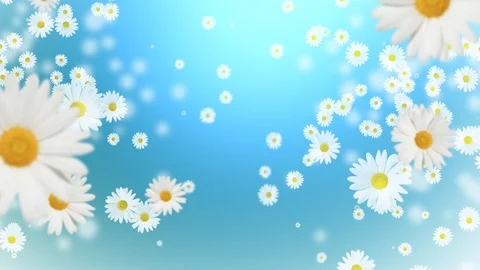 Daisies on a blue background. Falling Daisies Stock Footage 104159289