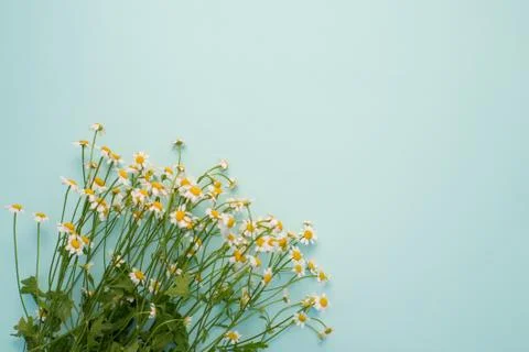 Daisies on a blue background Stock Photos